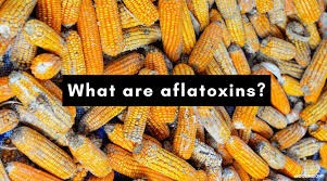 MYCOTOXINEN EN AFLATOXINE